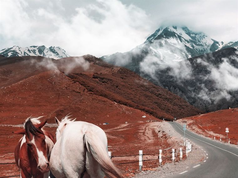 Two horses, one road, Greater Caucasus - photograph by Lika Arobelidze
