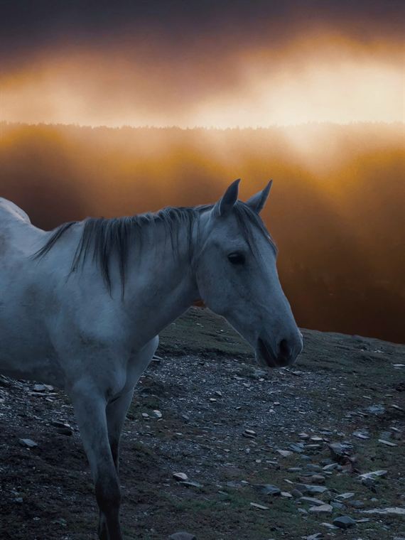 The white horse, Greater Caucasus - photograph by Lika Arobelidze