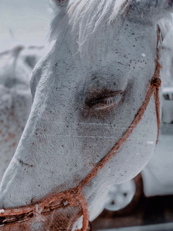 Eyes closed, Greater Caucasus - photograph by Lika Arobelidze