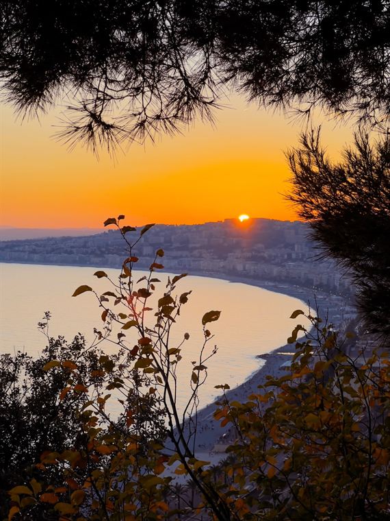 Sun through the pines, Côte d'Azur - photograph by Lika Arobelidze